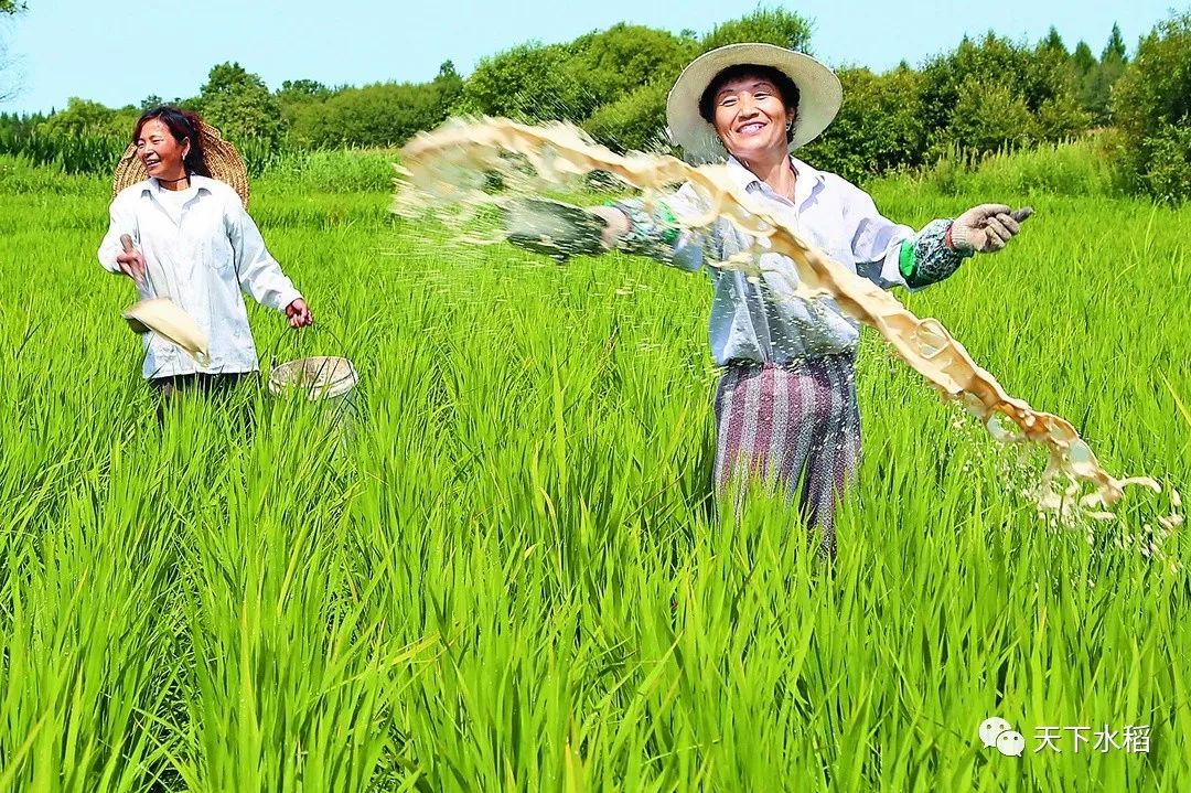 稻谷用什么肥料最好在田里施肥(稻谷用什么肥料最好在田里施肥呢视频)