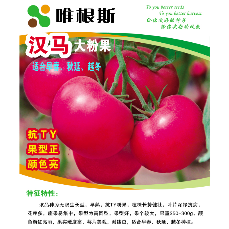 越冬番茄种植时间(番茄越冬育苗技术要点)