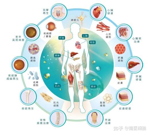 储存干细胞有什么作用(储存干细胞的价格表 知因)