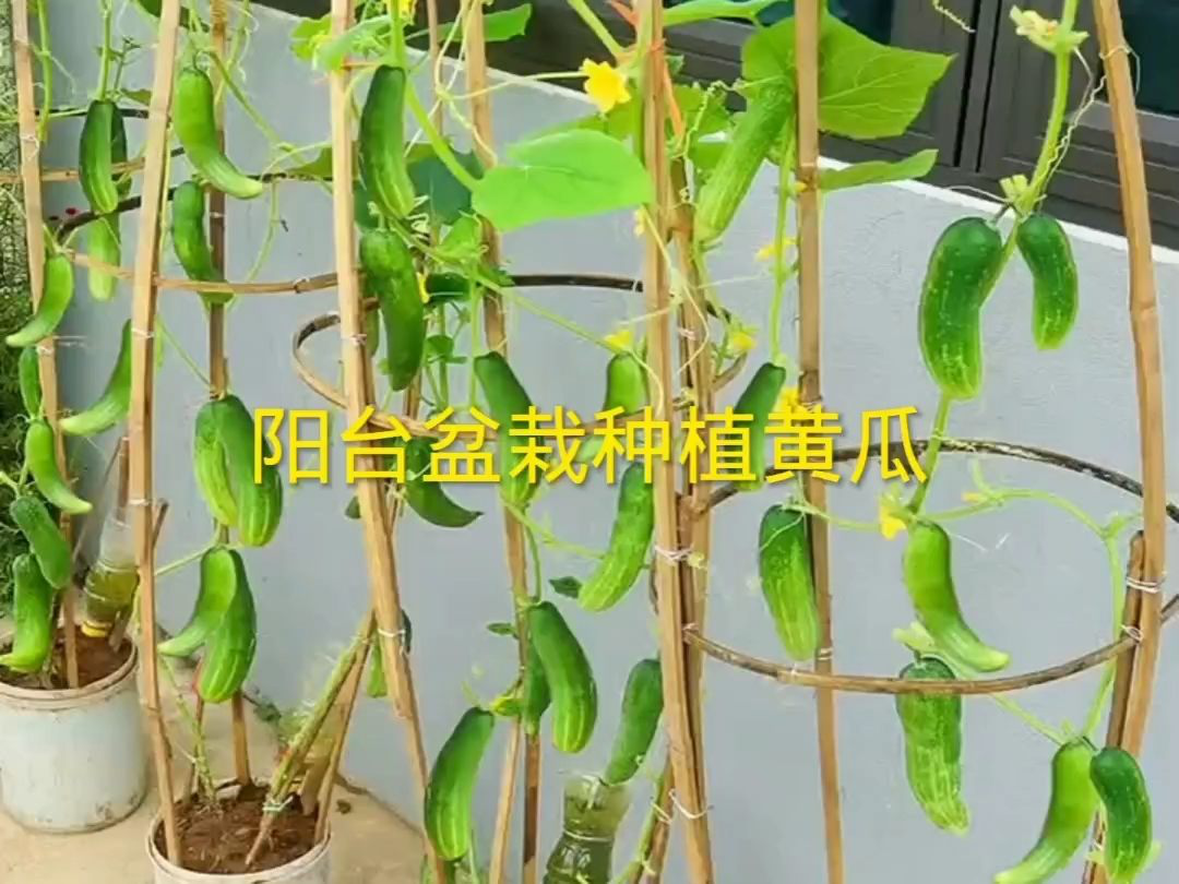 家里种黄瓜的方法视频(家里种植黄瓜怎样种植与管理)