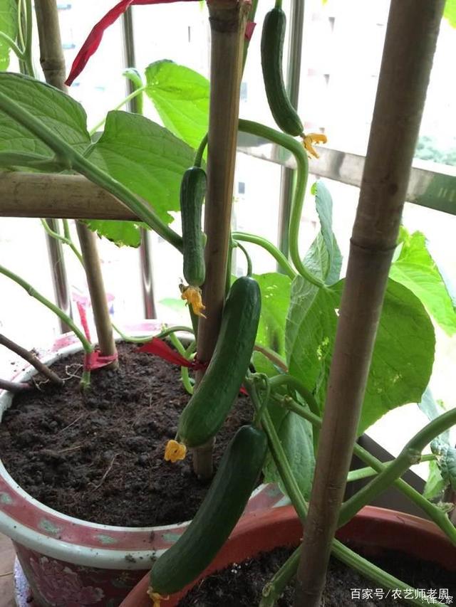 家里种黄瓜的方法视频(家里种植黄瓜怎样种植与管理)