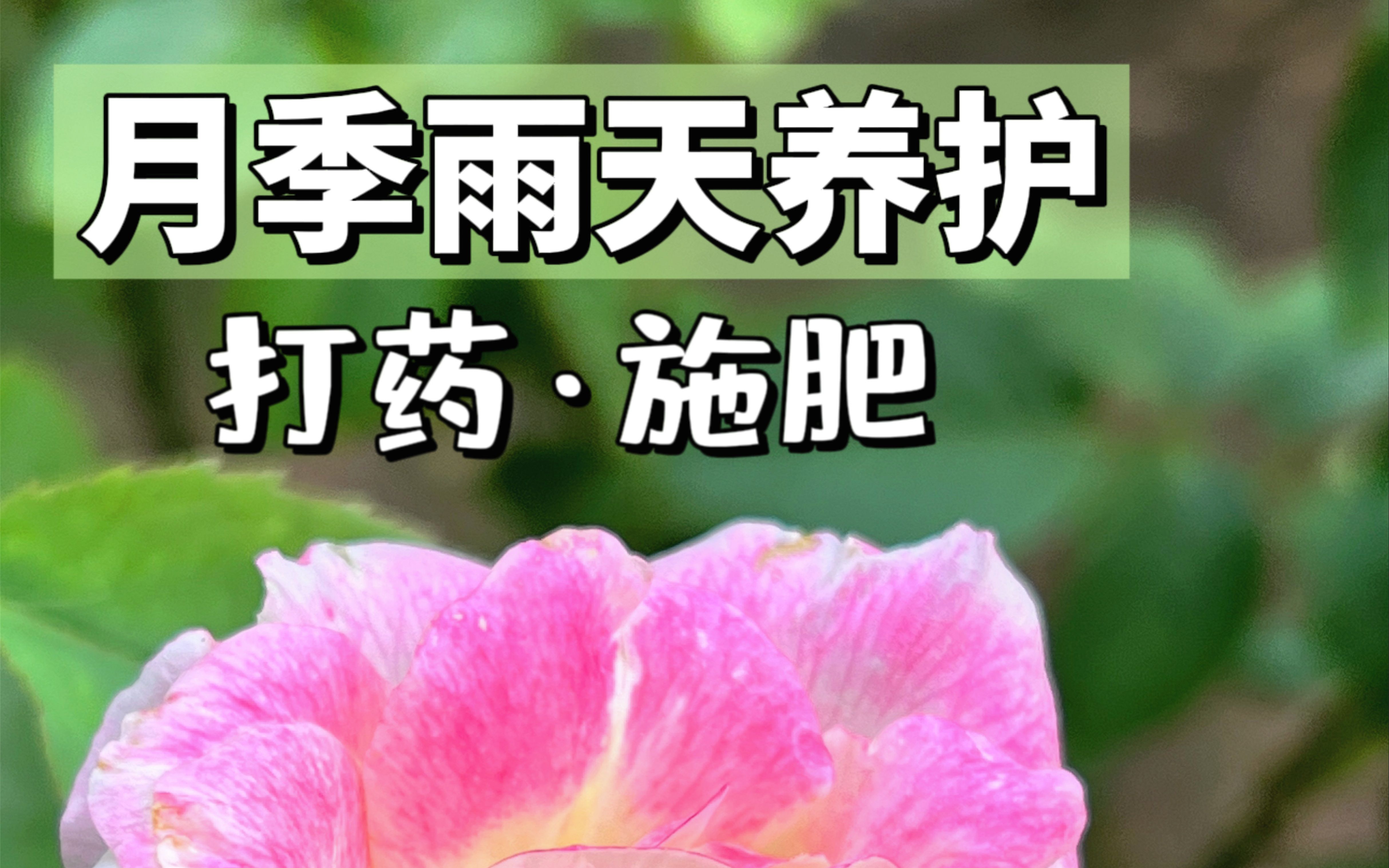 连续下雨天怎么施肥(连续下雨天怎么施肥最好)