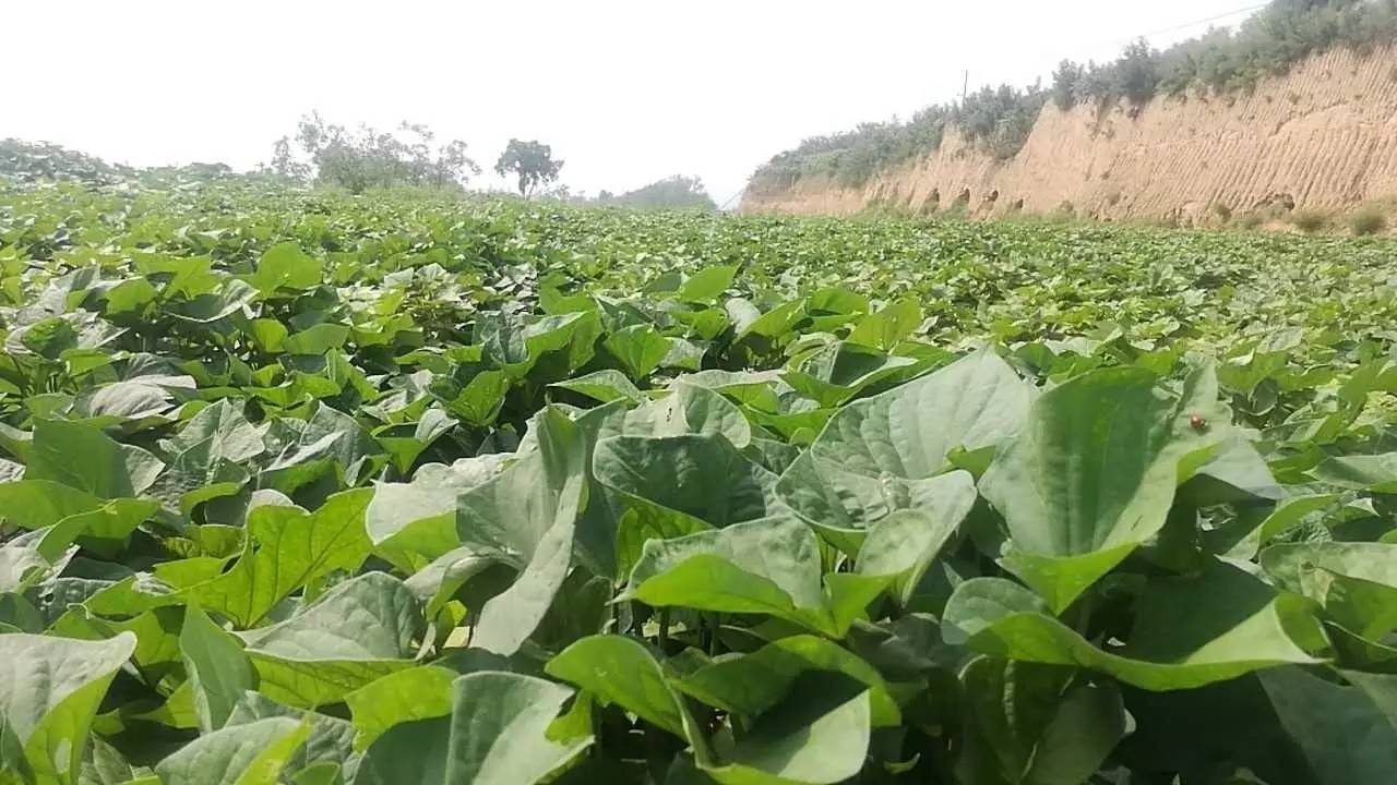 种红薯是什么季节(种红薯是什么季节种植)