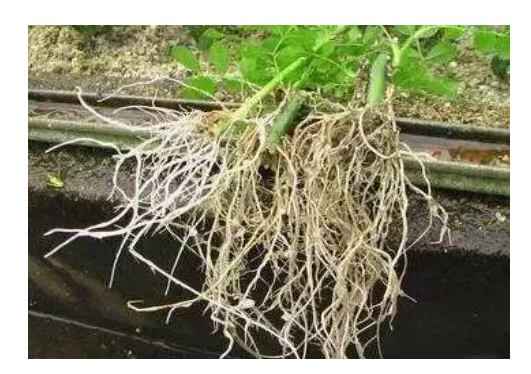 生根粉可以种蔬菜吗(生根粉可以当肥料使用吗)