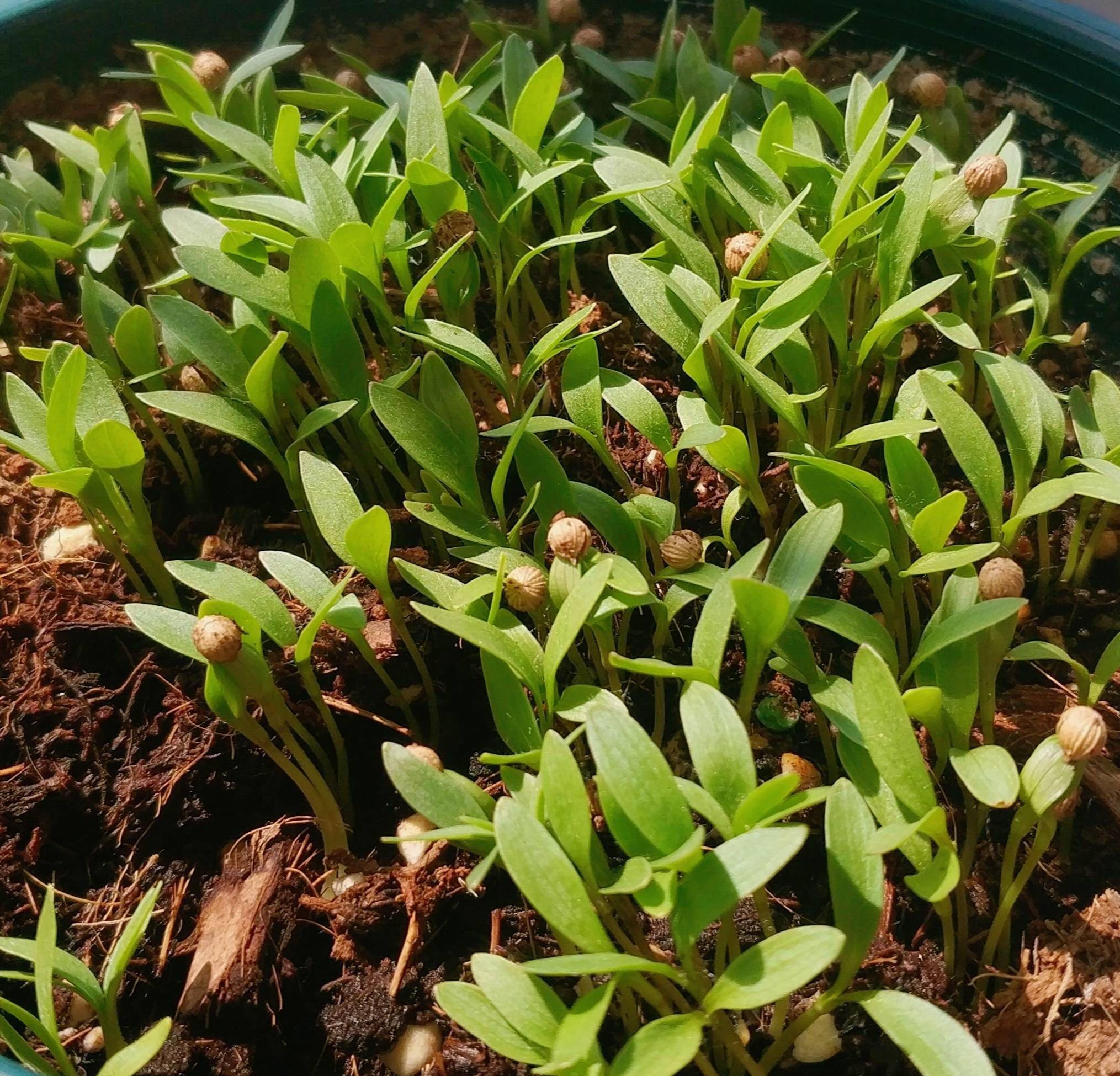 香菜苗(香菜怎样种出的快)