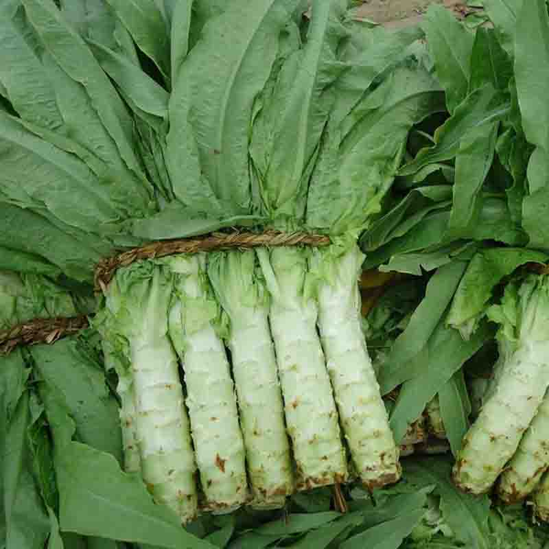 蔬菜出产(蔬菜生产季节)