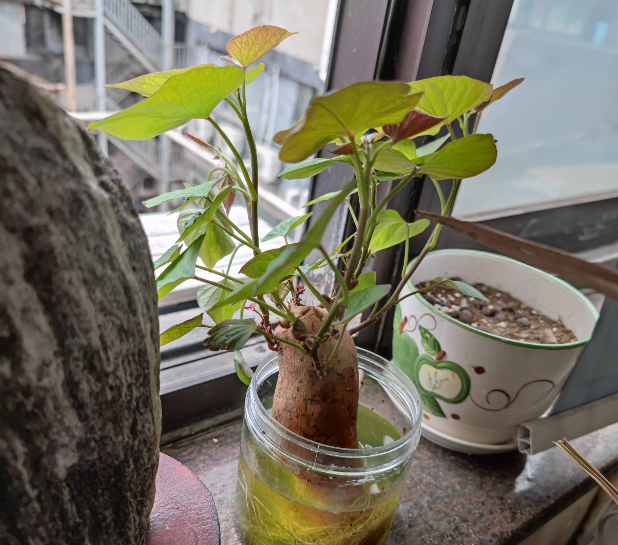 室内种土豆(室内种土豆的方法)