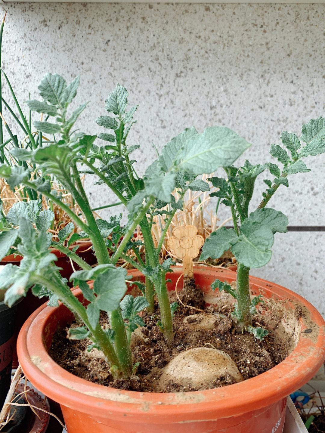 室内种土豆(室内种土豆的方法)
