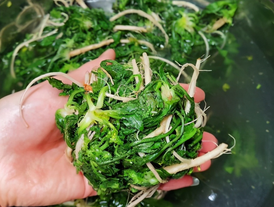 冷冻荠菜怎么做好吃(冷冻荠菜怎么做好吃视频)