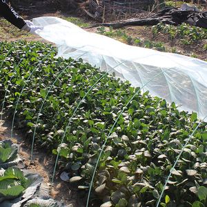 小棚种植蔬菜(小棚种植蔬菜技术要点)