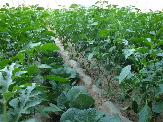 小棚种植蔬菜(小棚种植蔬菜技术要点)