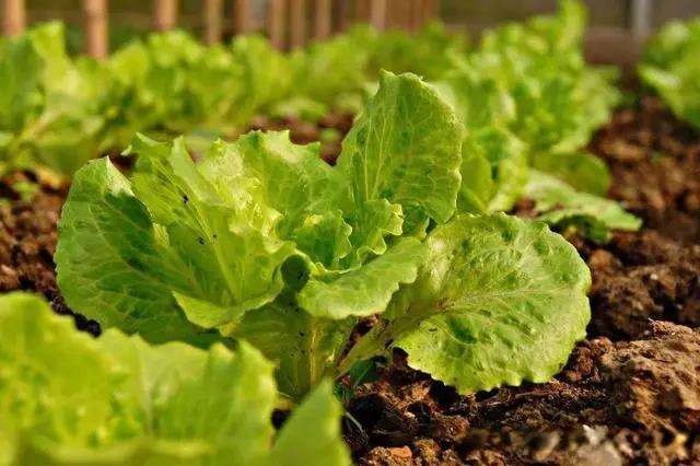 3月份可以种植什么蔬菜(3月份可以种什么菜最合适)