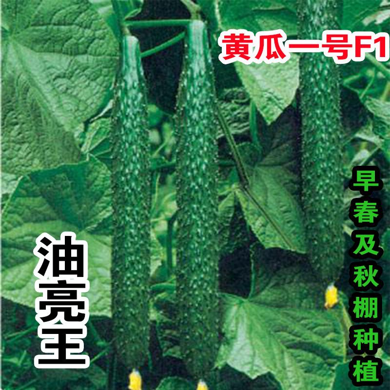 黄瓜品种选育(黄瓜品种选育目标的是 )