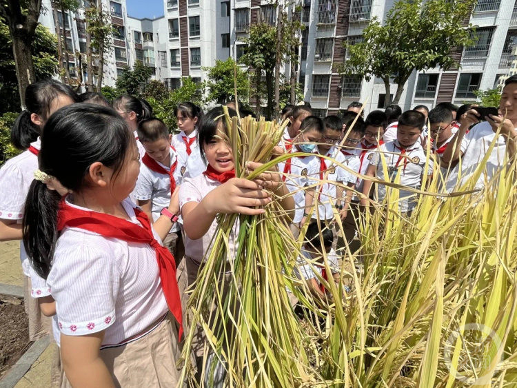 小学生水稻怎么种(小学生水稻怎么种的)