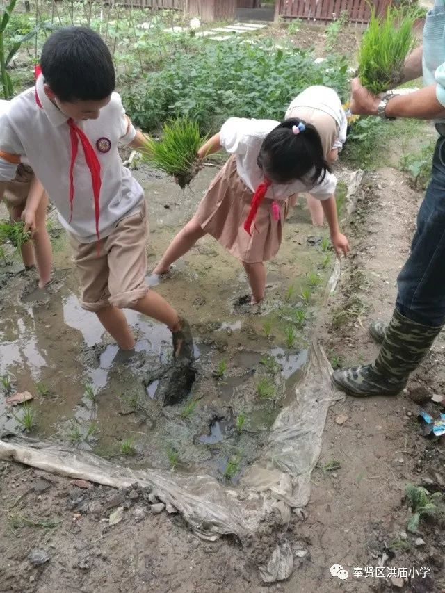 小学生水稻怎么种(小学生水稻怎么种的)