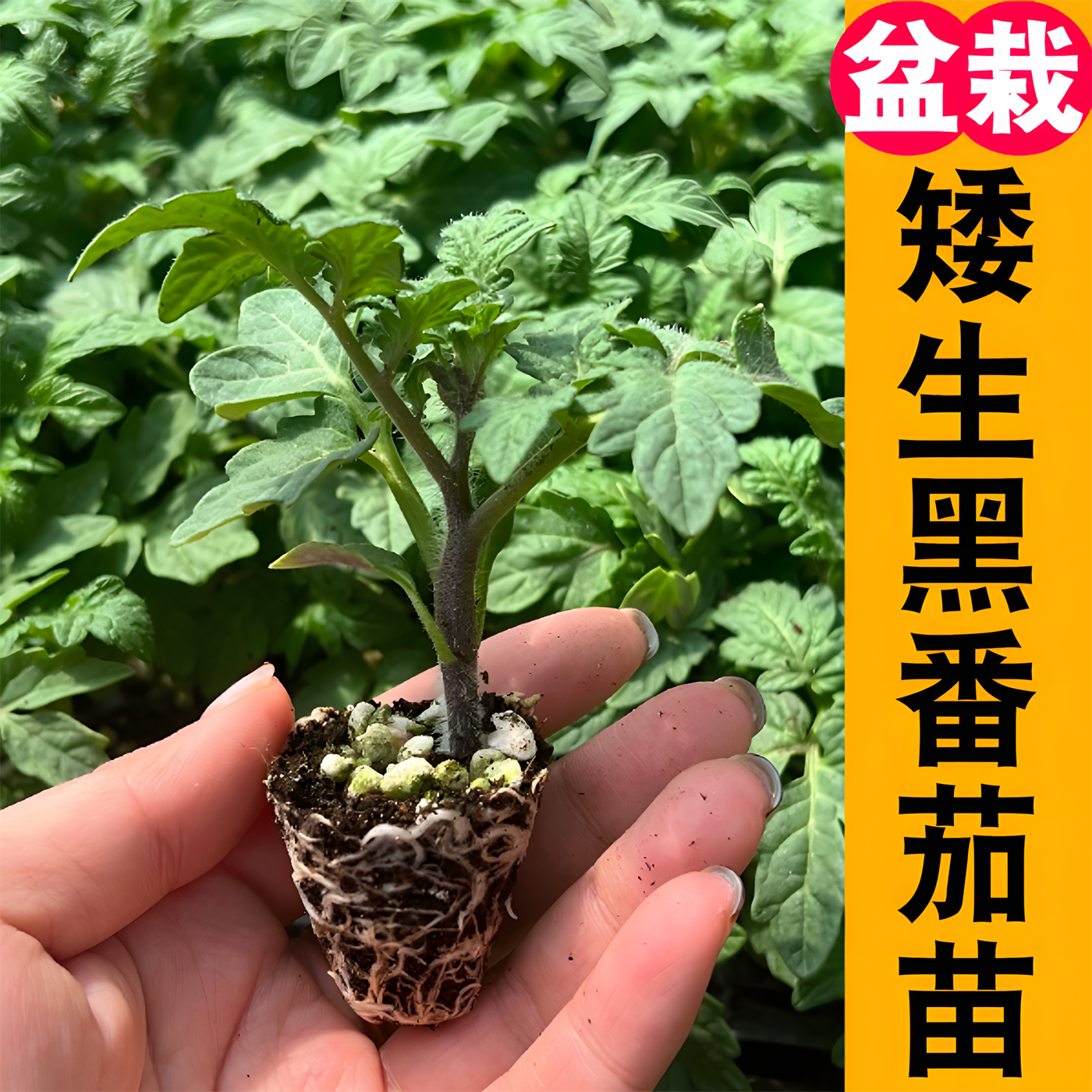 阳台种番茄一年结几次果(阳台上种番茄多久浇一次水)
