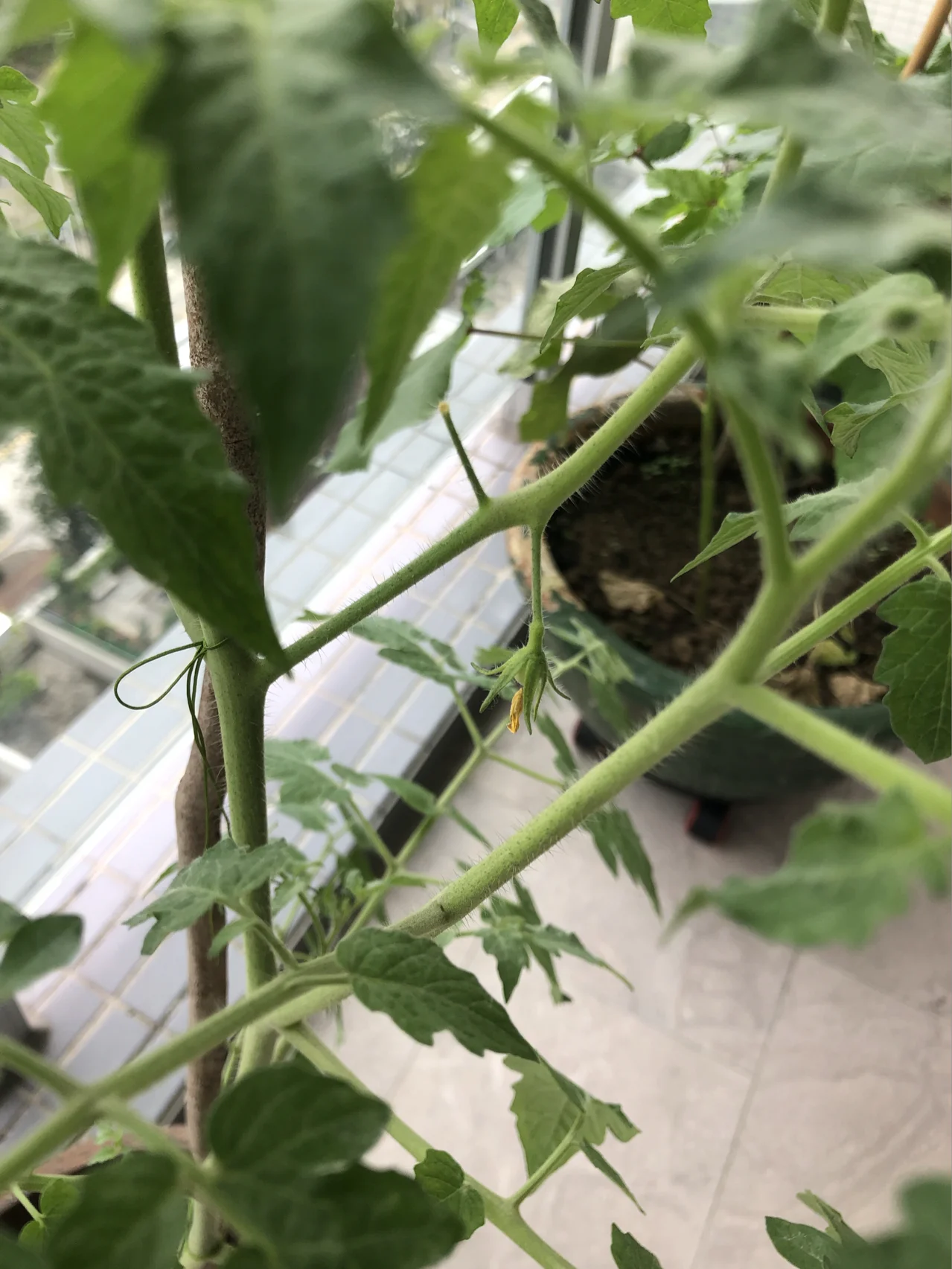 阳台种番茄一年结几次果(阳台上种番茄多久浇一次水)