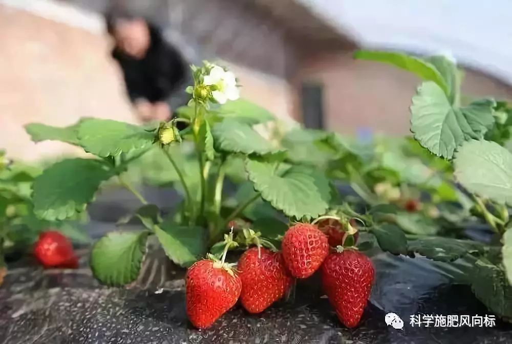 种草莓能赚钱吗(种草莓效益怎么样)