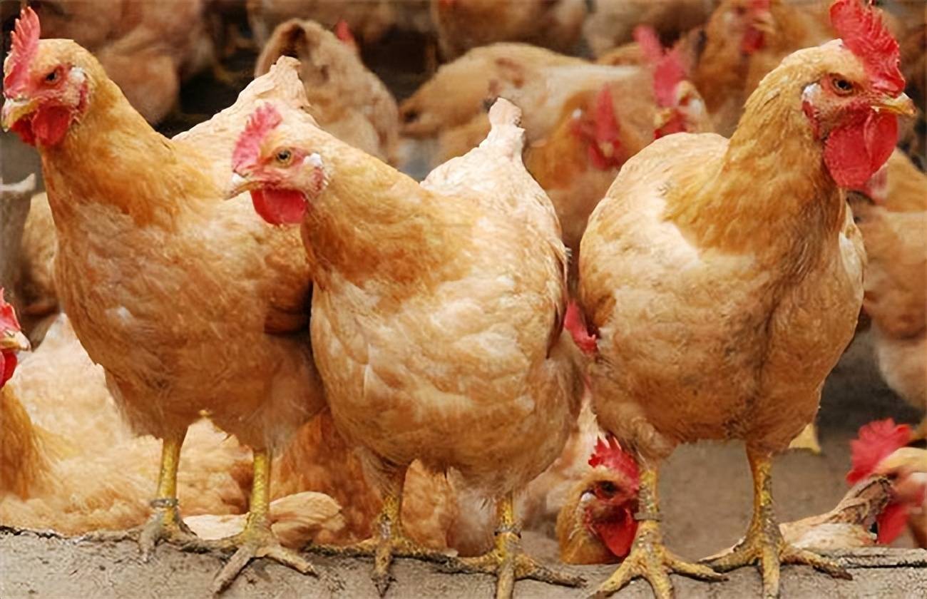 肉鸡饲养,蛋鸡产蛋前的饲养管理,,1.24,7,低,地域词的简单介绍