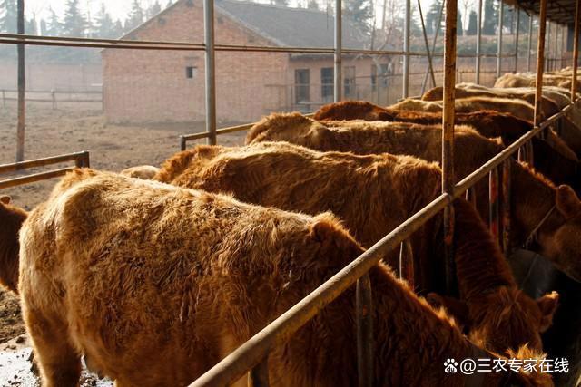 我要养牛(我要养牛有什么好办法)