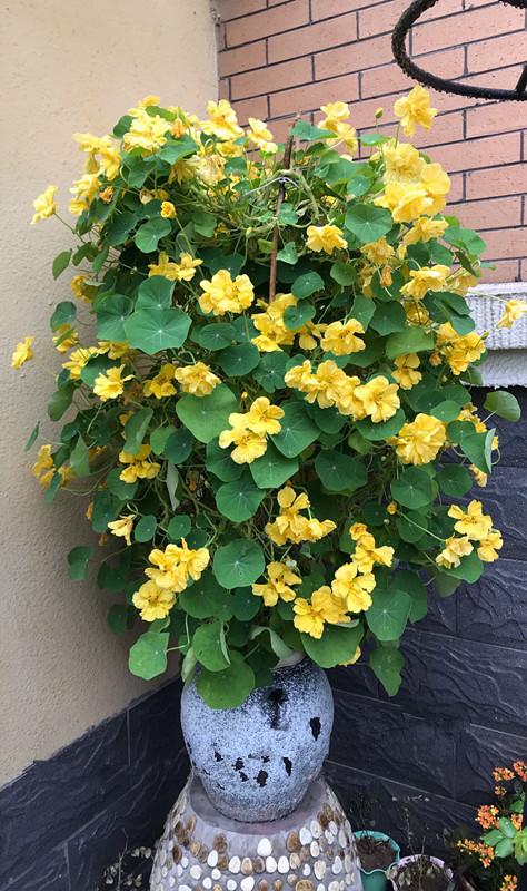 旱金莲花怎么种(旱金莲花怎么种植方法)