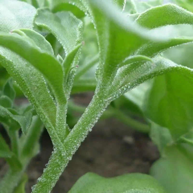 蔬菜冰草菜怎样种植(蔬菜冰草菜怎样种植的)