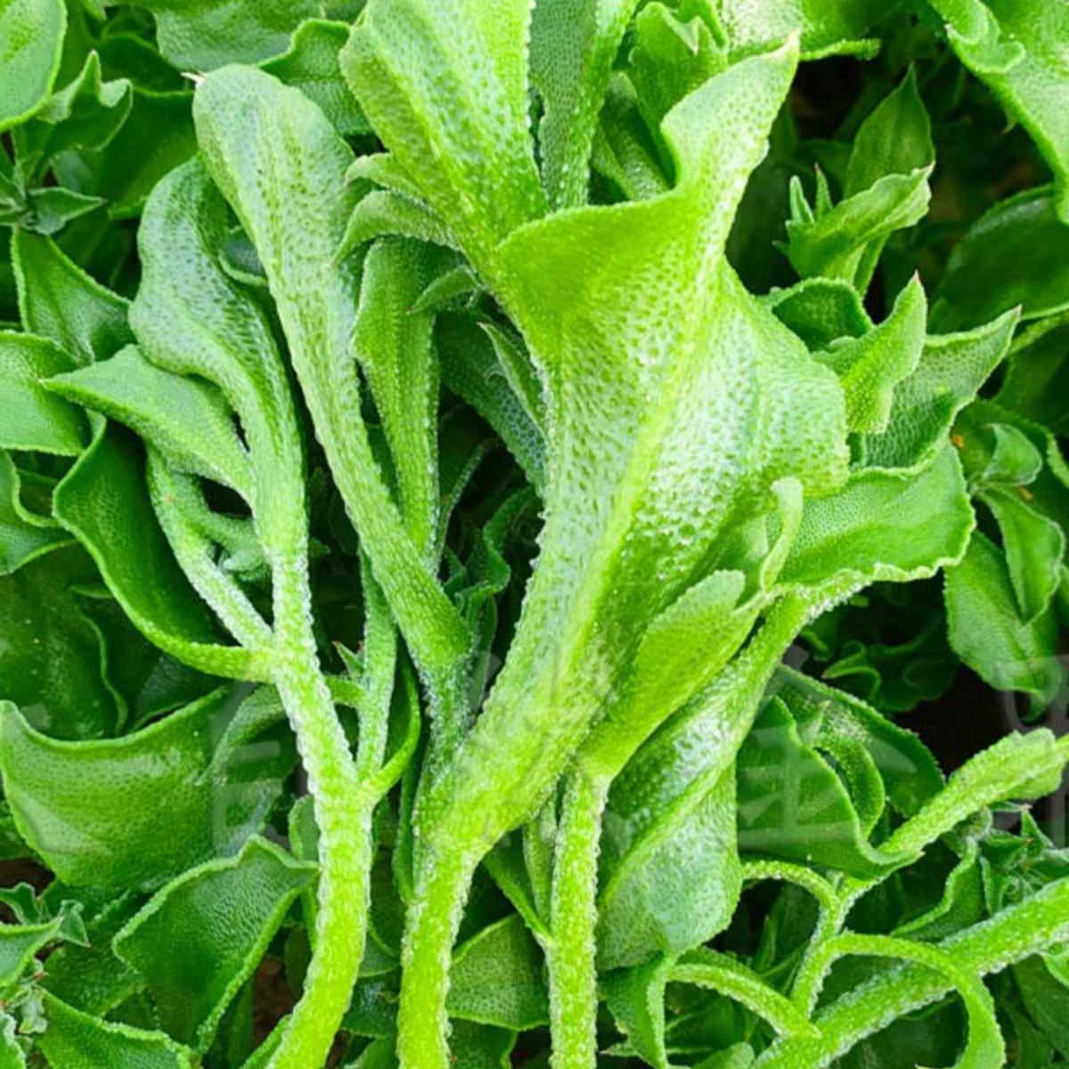 蔬菜冰草菜怎样种植(蔬菜冰草菜怎样种植的)