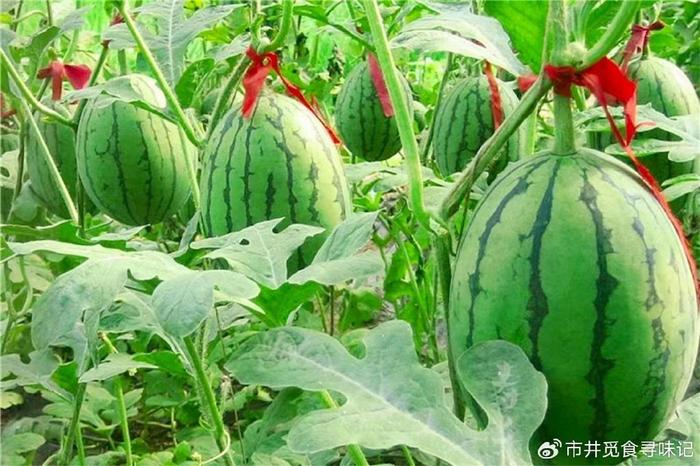 西瓜品种排行榜(西瓜品种介绍大全)