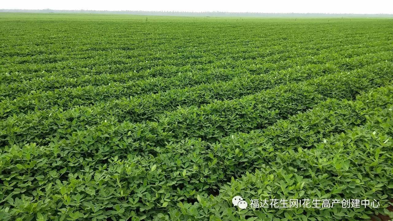 请问花生怎么种(花生怎么种视频教程)