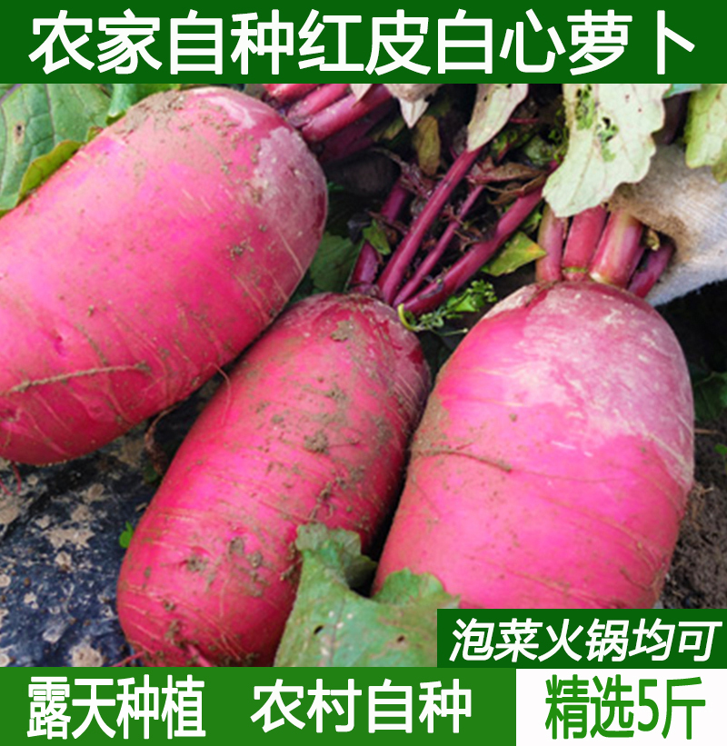 春季怎样种水萝卜(春季怎样种水萝卜呢)