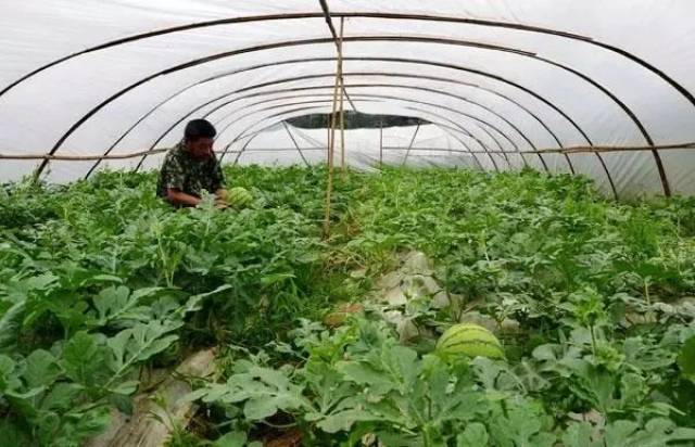 西瓜除草(西瓜地用什么除草剂)
