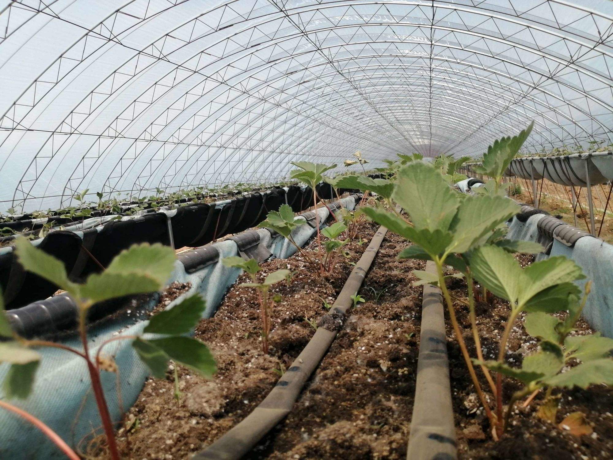 草莓搭架种植方法视频(草莓搭架种植方法视频讲解)