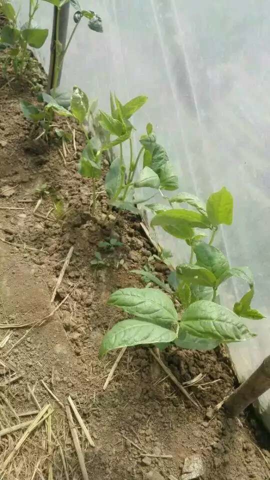 豆角怎么种植(豆角怎么种植才能高产量)