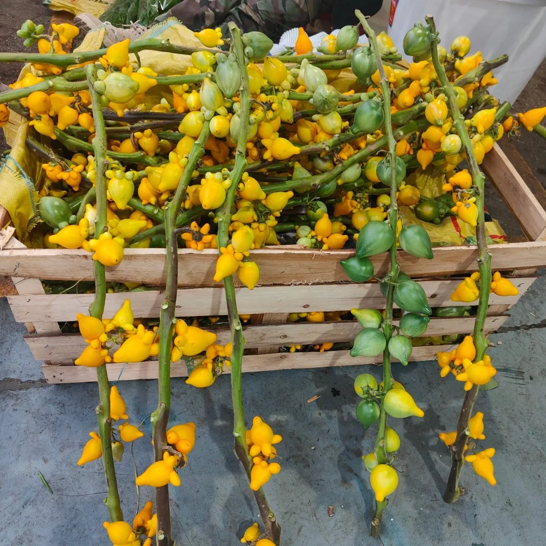 五指茄种植(五指茄种植几年结果)