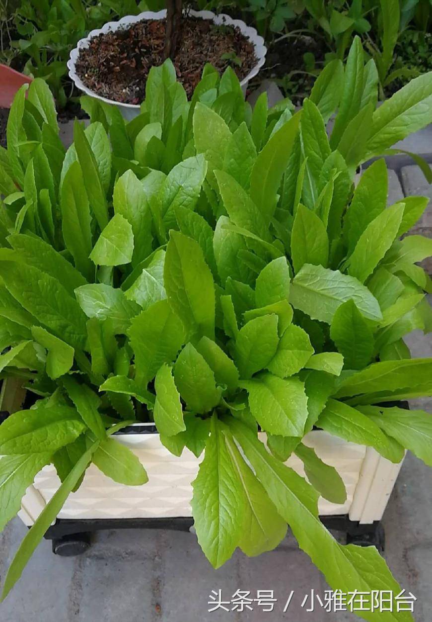 适合十月份种植的蔬菜(适合十月份播种的蔬菜有哪些)