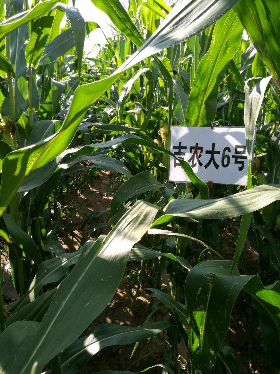 山西玉米品种(山西玉米品种哪个好农大108)