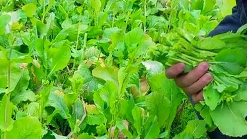 青菜播种视频(青菜的播种视频)