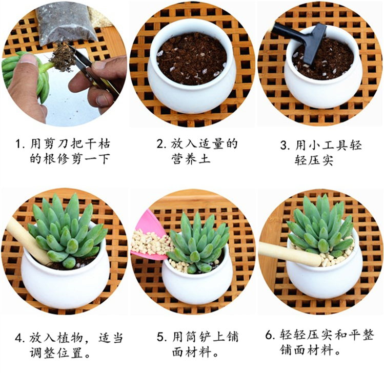多肉怎么施肥才能更旺盛(多肉怎么施肥才能更旺盛视频)