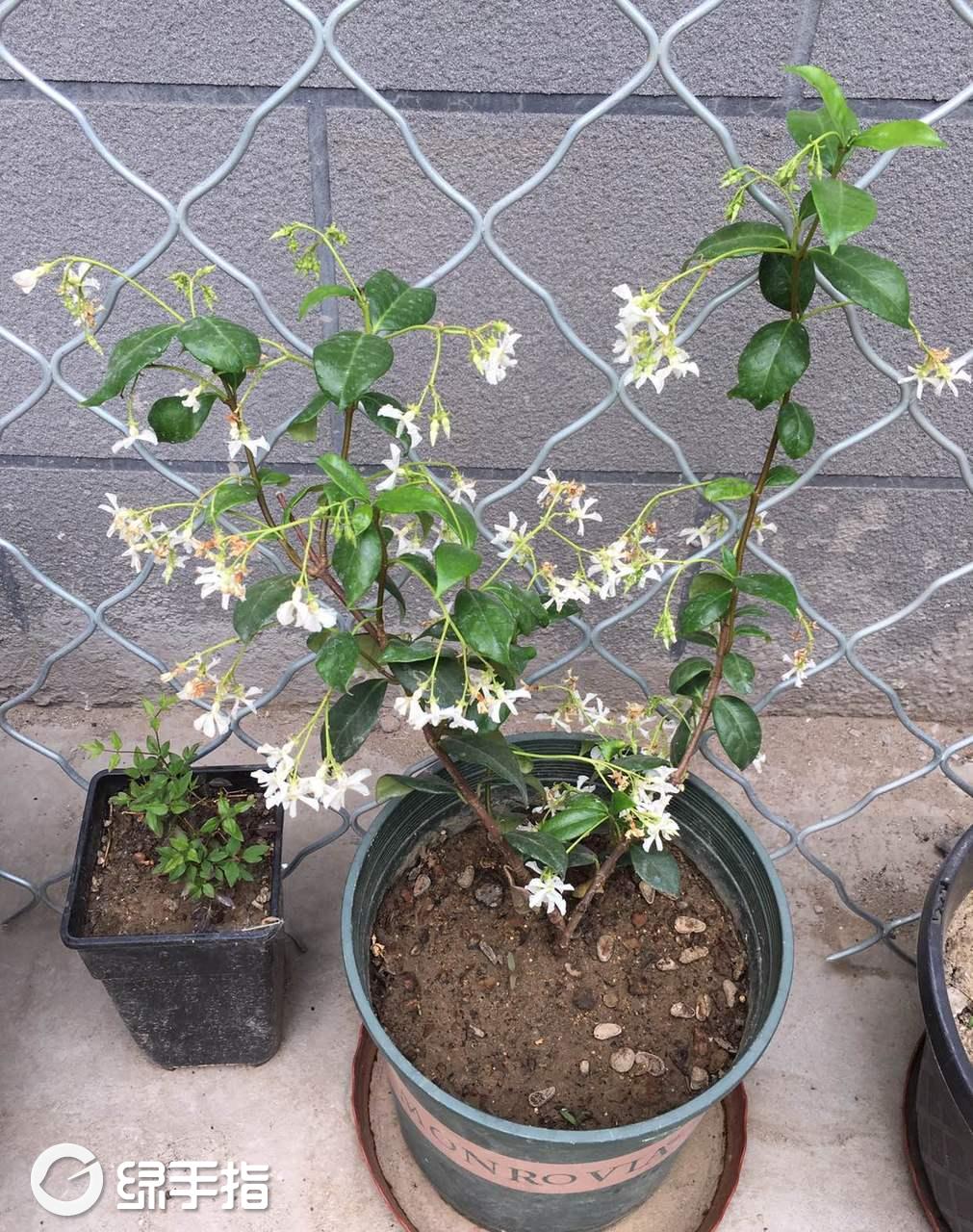 包含风车茉莉什么时候施肥施什么肥的词条