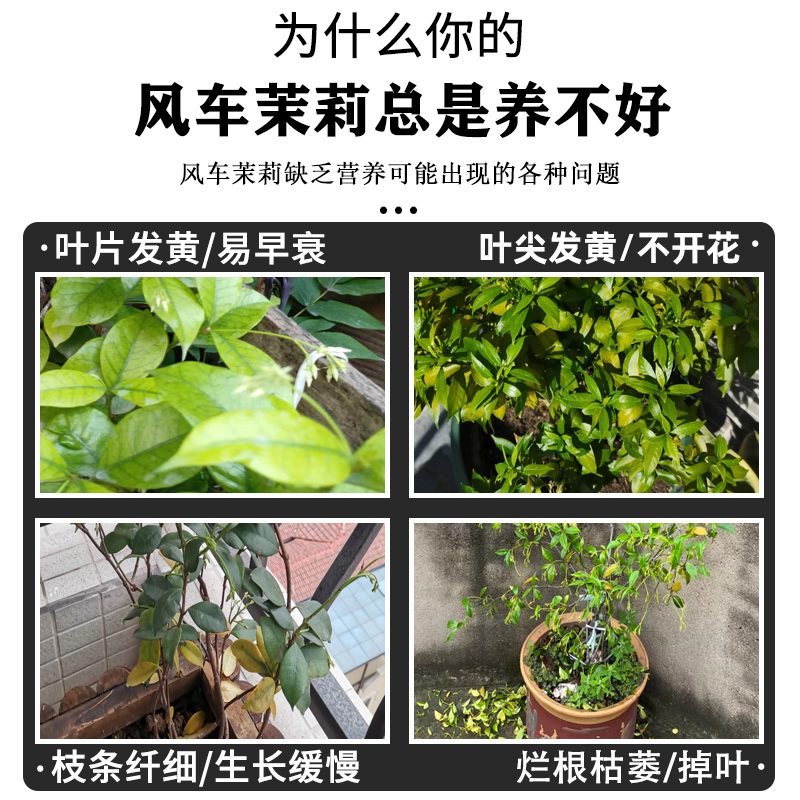 包含风车茉莉什么时候施肥施什么肥的词条