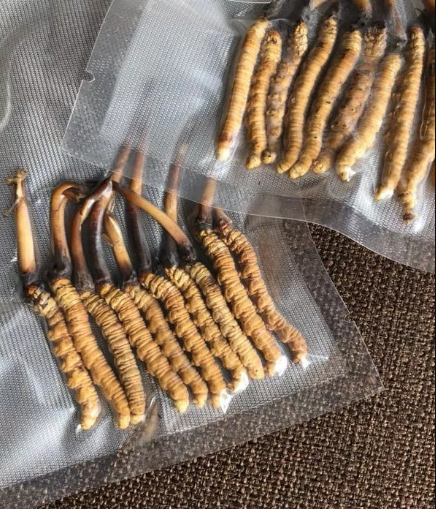 虫草储藏(虫草储存条件)