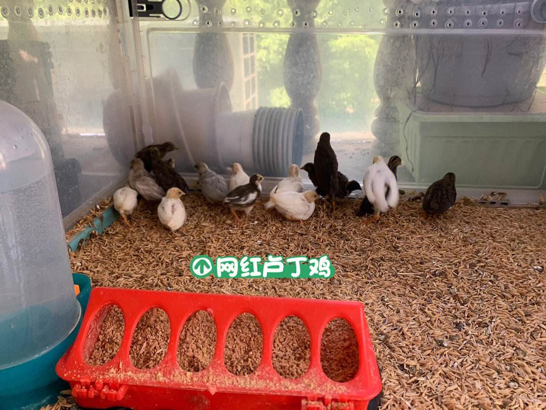 芦丁鸡能手养吗(芦丁鸡可以当宠物养吗)