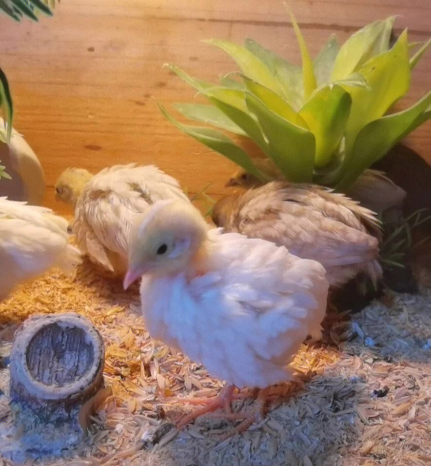 芦丁鸡能手养吗(芦丁鸡可以当宠物养吗)