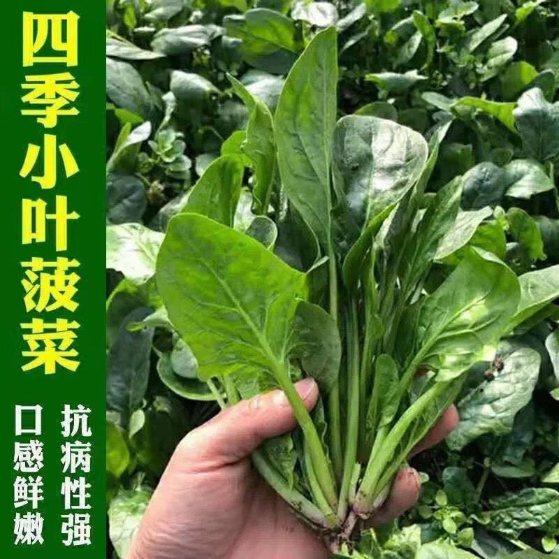 夏天怎么种菠菜(夏季种菠菜的方法和步骤)
