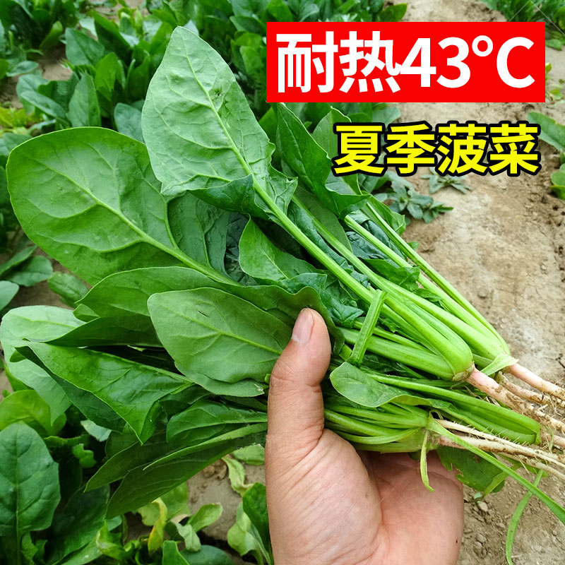 夏天怎么种菠菜(夏季种菠菜的方法和步骤)
