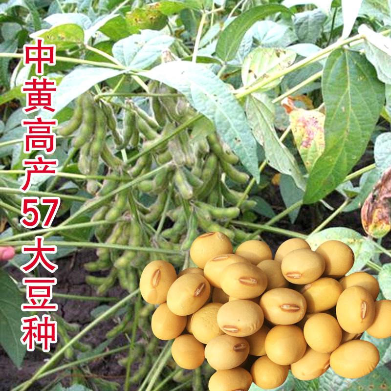 高产黄豆种子品种(大豆种子哪个品种好)