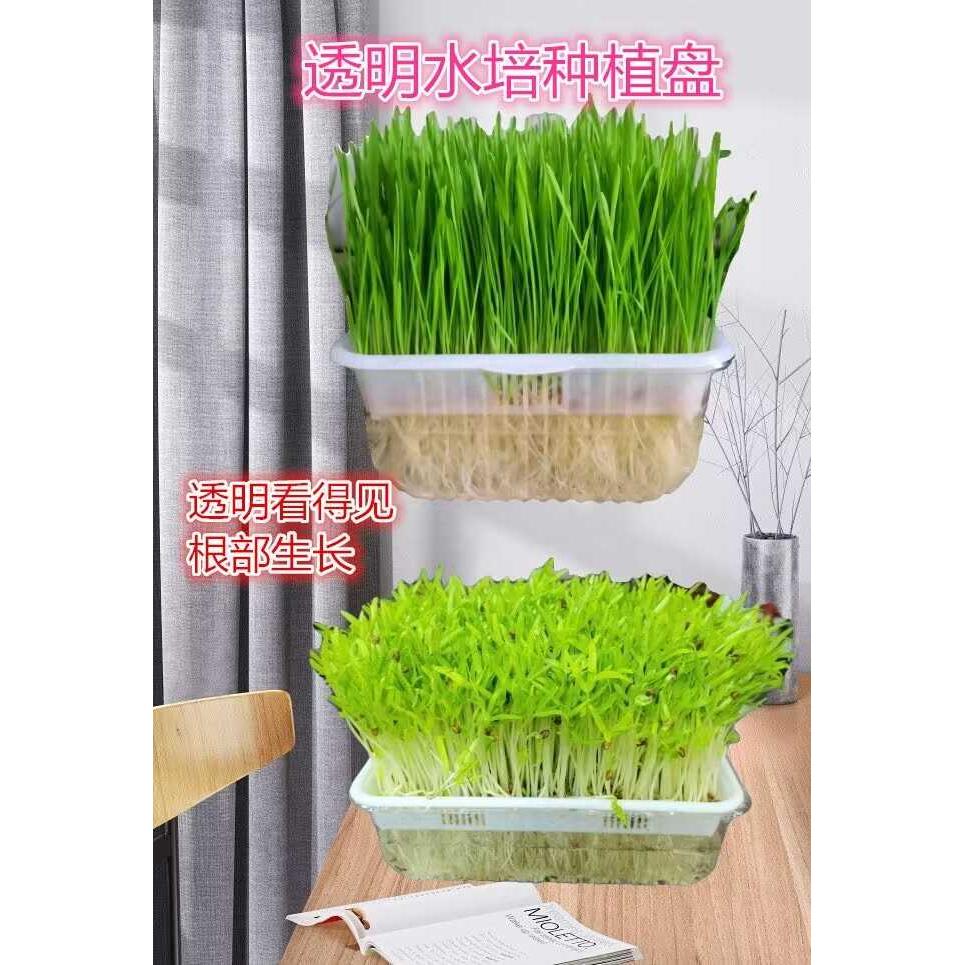 透明育苗盆(用透明盆种兰花的优缺点)