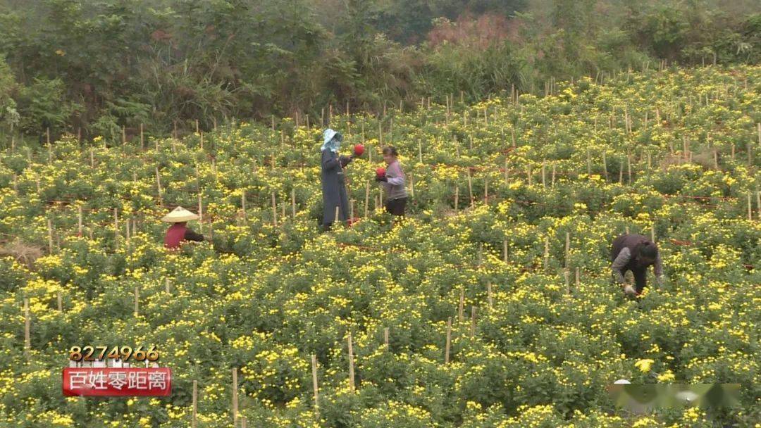 菊花除草(菊花除草高效氟吡甲禾灵)