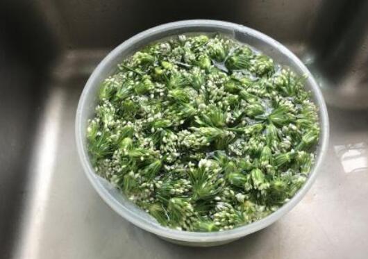 韭菜花储存方法(韭菜花储存保鲜方法)