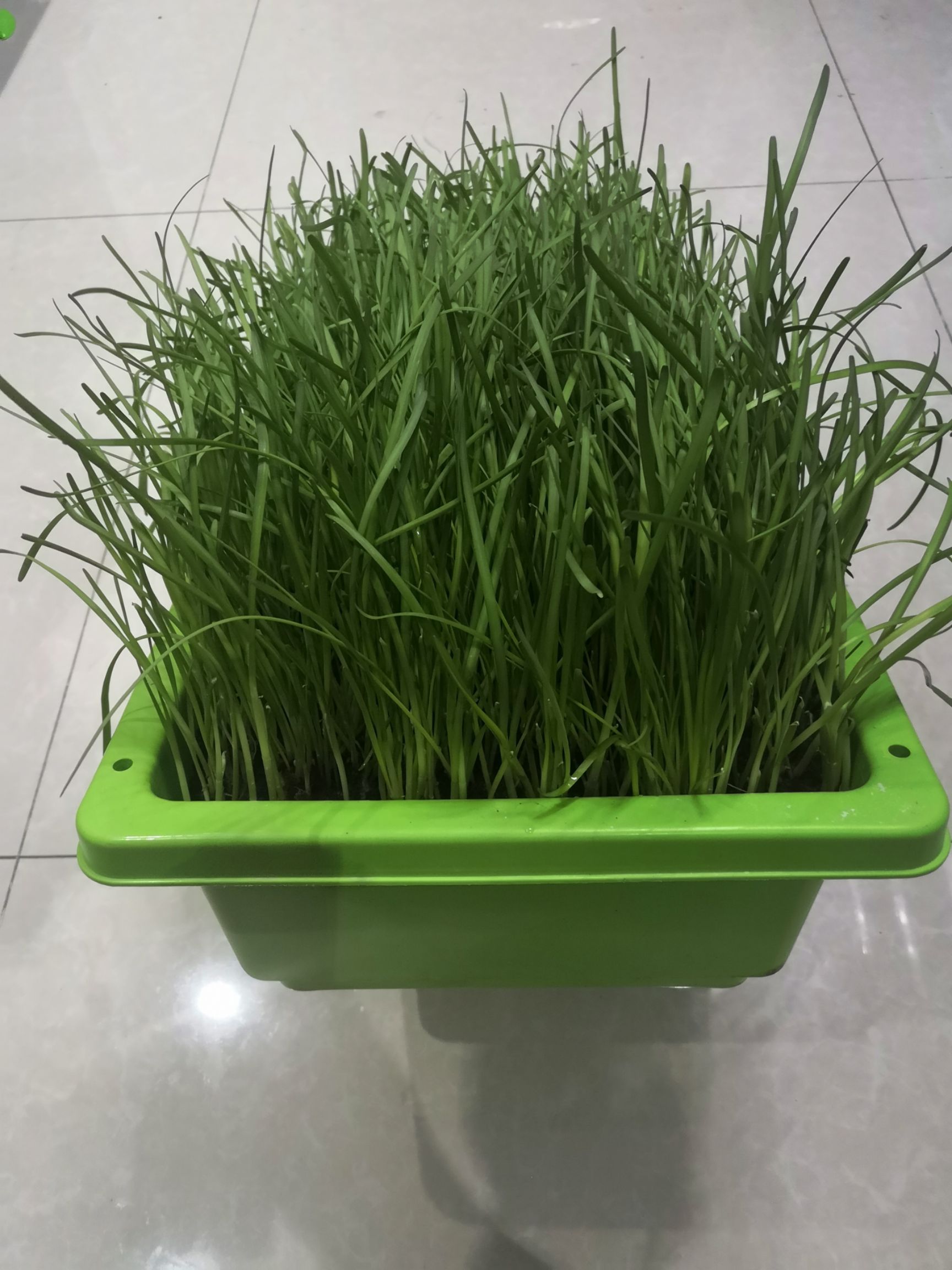 韭菜种植盆(盆栽韭菜栽培技术)